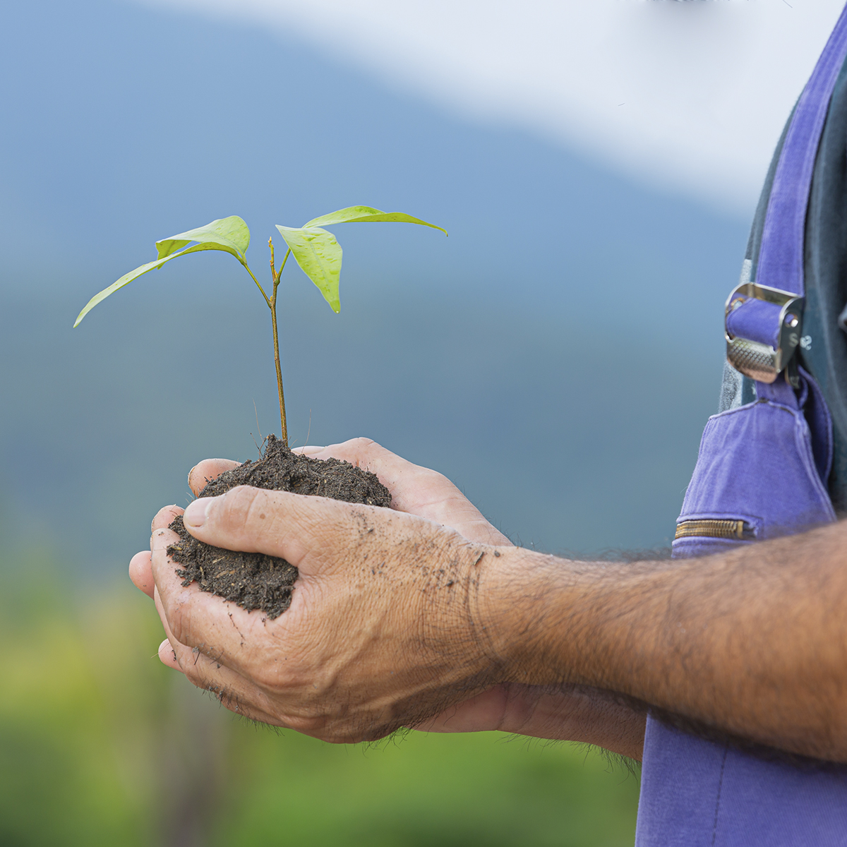 Planta sendo segurada por mãos